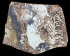 Fossil Ginkgo Leaf With Fossils On Back - Paleocene #58977-2